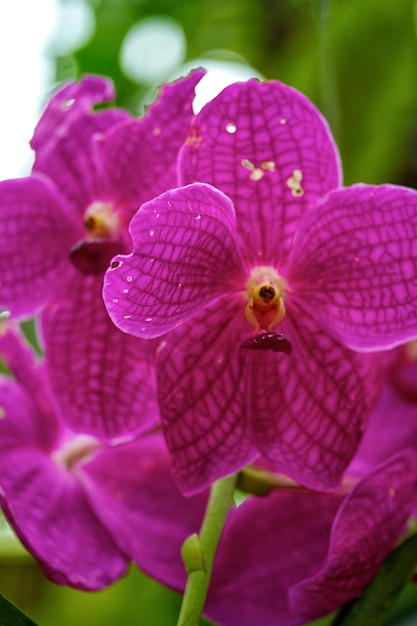 Orchid bloeit