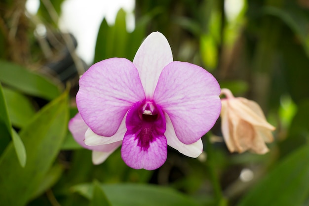 Orchid bloeit