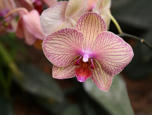 Orchid blooming in the garden