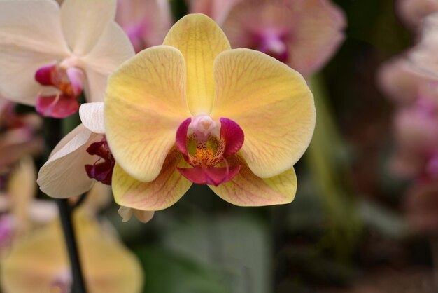 Orchid blooming in the garden