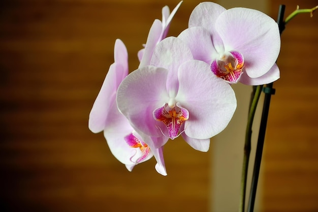 Fioriture di orchidee