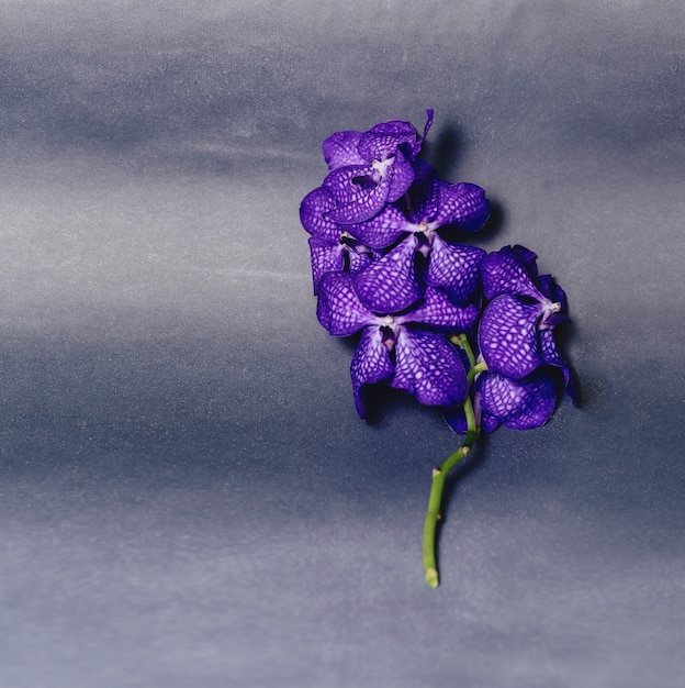 Орхидея синего цвета на простом сером фоне