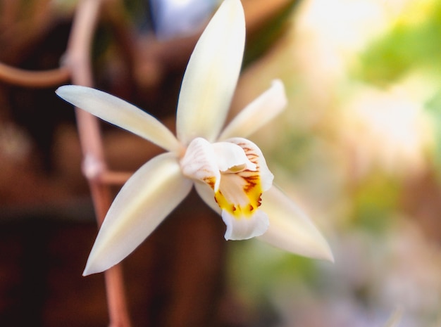 Orchid on brown natural background