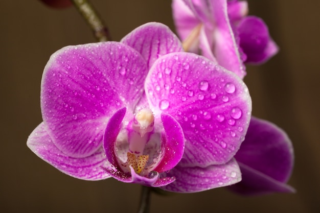 Orchid close up