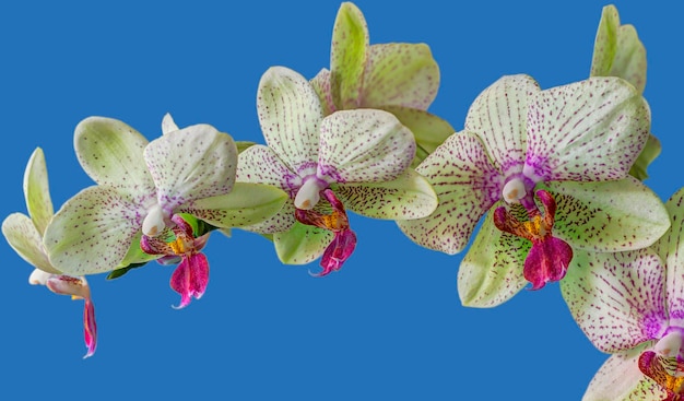 Foto primo piano dell'orchidea su sfondo blu