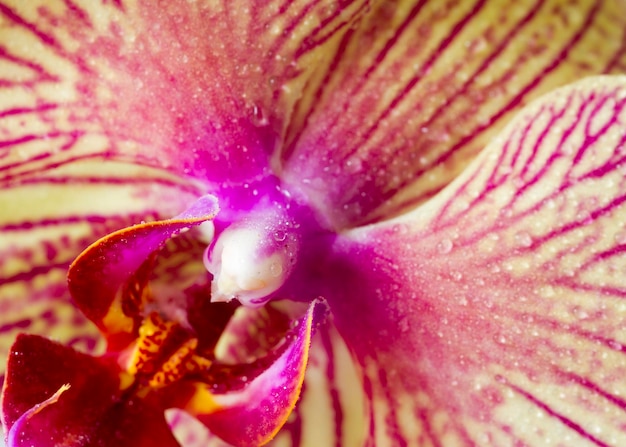 Orchid closeup with rain drops