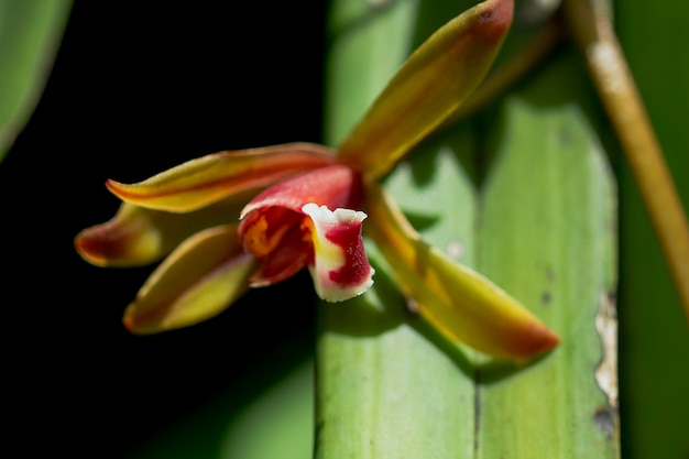 Orchid Cymbidium in beautiful nature.