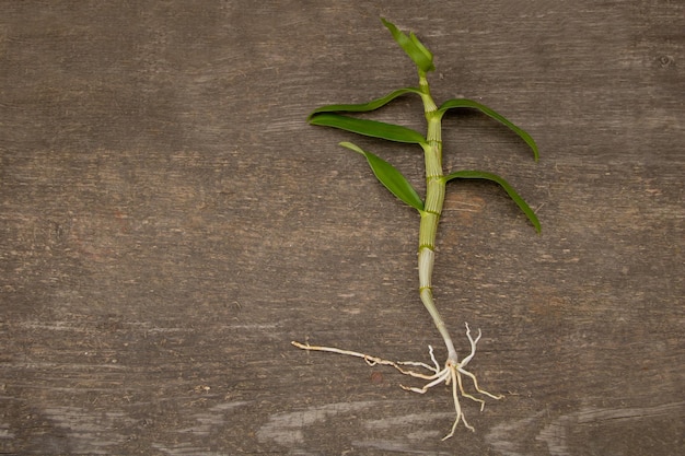 Orchid dendrobium nobile on wooden background without substrate