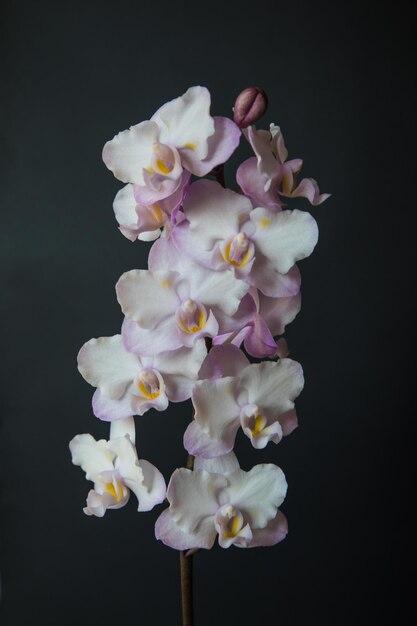 Foto orchidee doritaenopsis lius sakura kf su sfondo nero