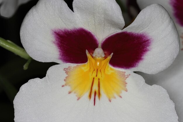 Orchid at an exhibition