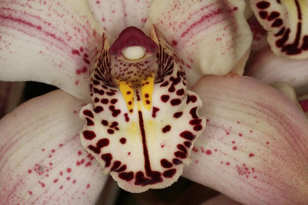 Photo orchid at an exhibition