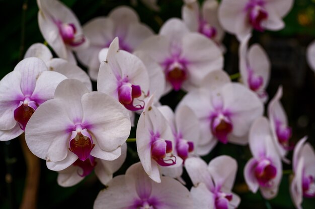 orchid in farm