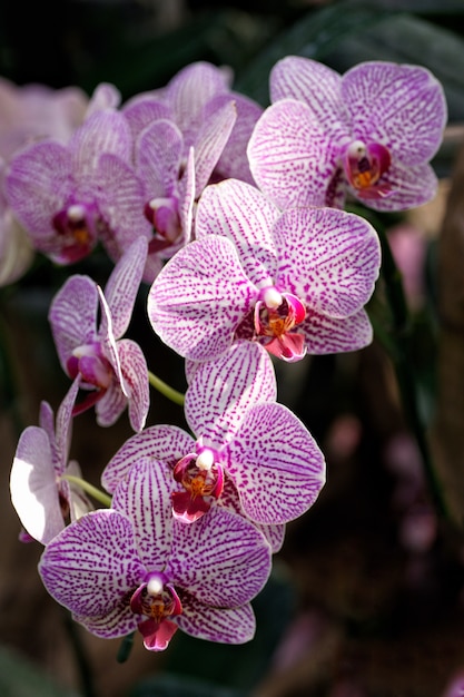 Foto orchidea in fattoria
