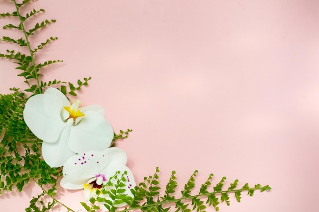 orchid and fern on a pink background  place for text