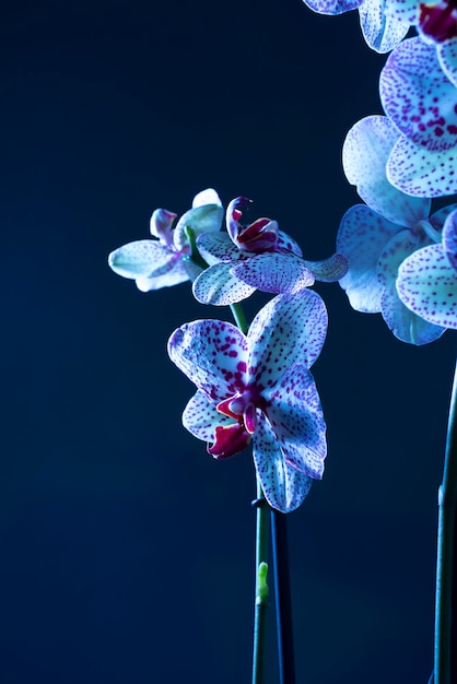Foto fiore di orchidea su sfondo blu