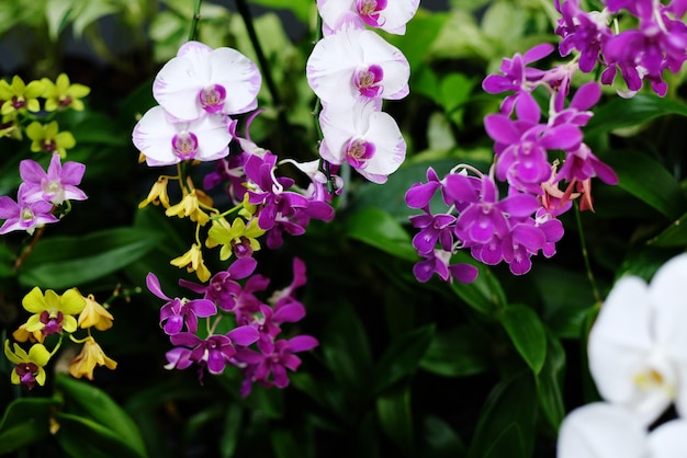 蘭の花美しい花の自然の背景