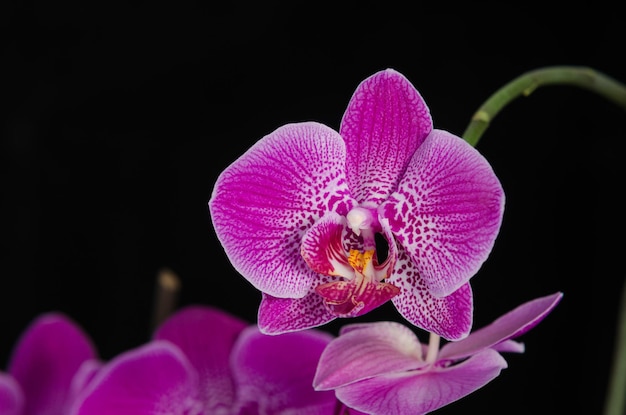 黒の背景に蘭の花