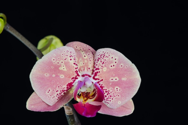 黒の背景に蘭の花