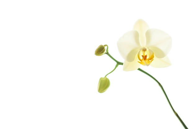 Orchid flower in bloom abstract floral art background