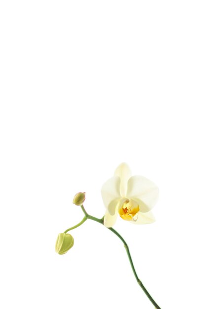 Fiore dell'orchidea in fiore astratto arte floreale sfondo