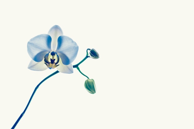 Orchid flower in bloom abstract floral art background