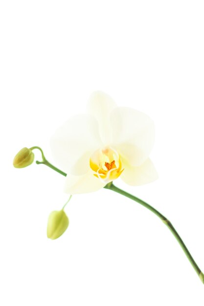 Orchid flower in bloom abstract floral art background