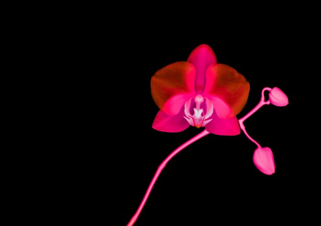 Photo orchid flower in bloom abstract floral art background