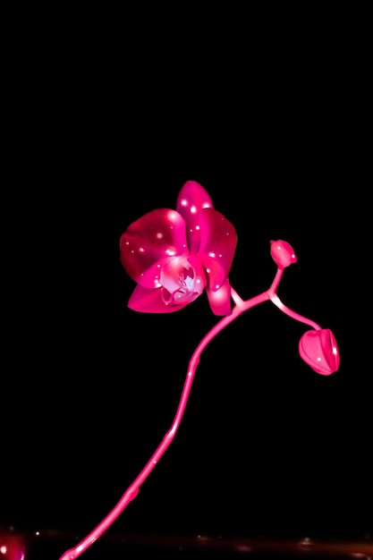 Foto fiore dell'orchidea in fiore astratto arte floreale sfondo