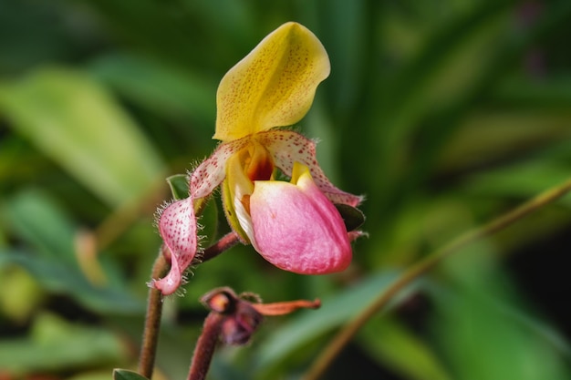 orchid flower blooming of paphiopedilum