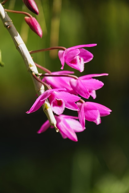 Orchid flower blooming