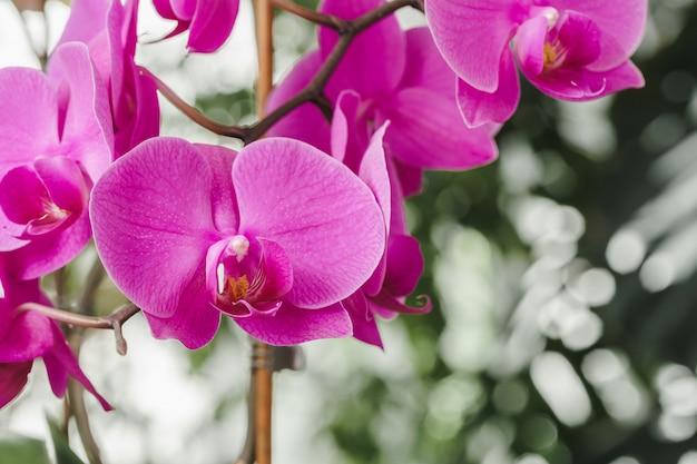 Orchid flower blossoms close up