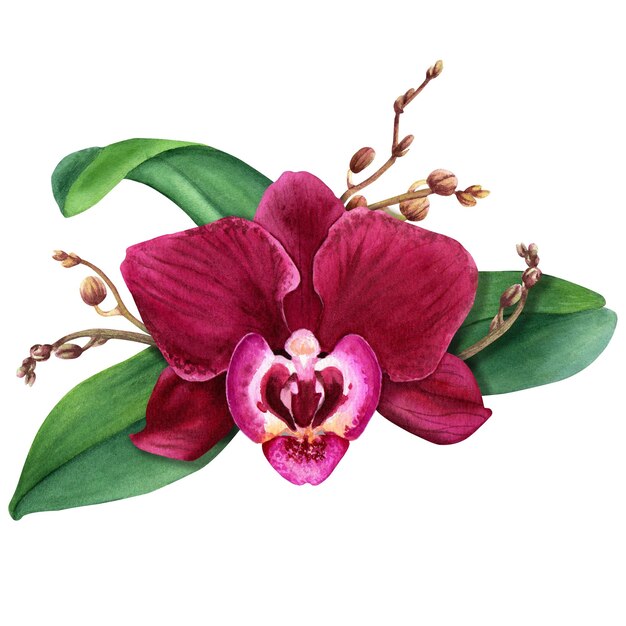 Orchid flower composition with bloom buds and leaves Watercolor illustration isolated on white for card clip art