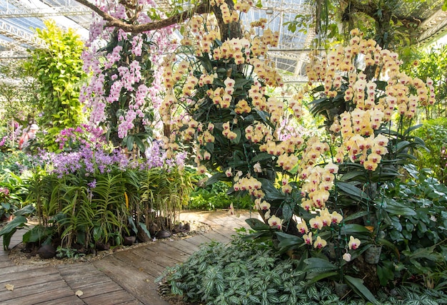 Украшение орхидей в саду