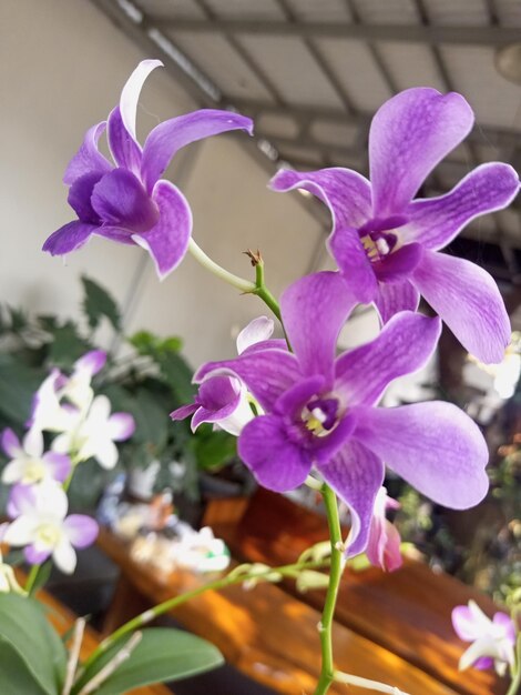 Foto il fiore di orchidee dendrobium manablue è adatto per i giardini che decorano il giardino più beauti