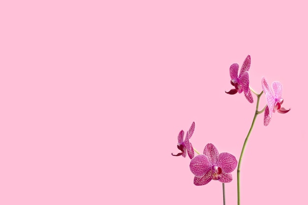 Orchid flower in front of pink pastel background