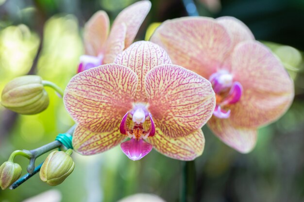 冬または春の日に庭の蘭の花。