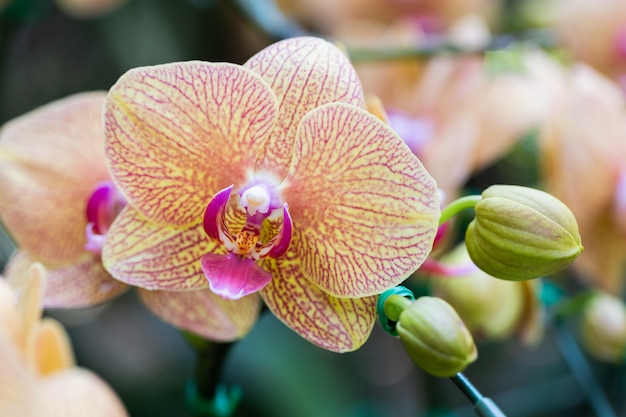 冬または春の日に庭の蘭の花。