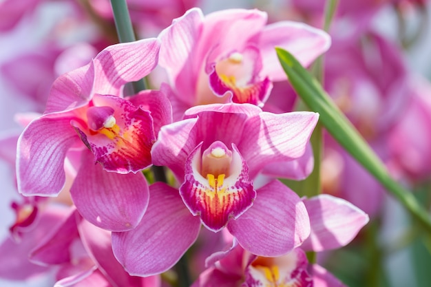 冬または春の日に庭の蘭の花。