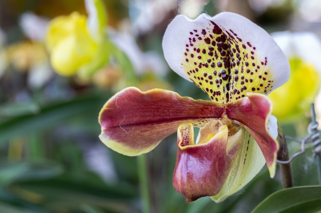 Orchid flower in garden at winter or spring day.