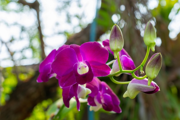 Orchid flower in garden at winter or spring day.