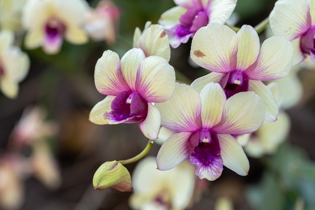 Orchid flower in garden