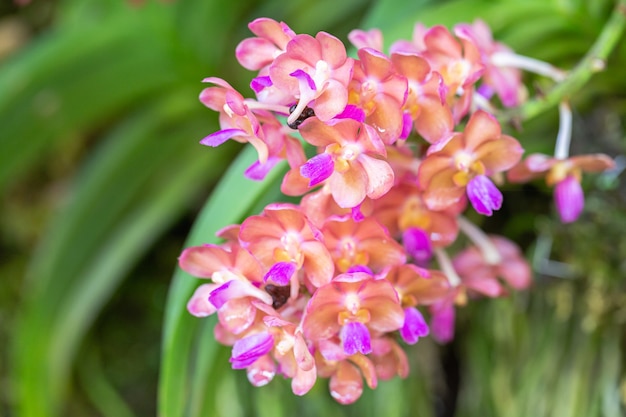 Orchid flower in garden