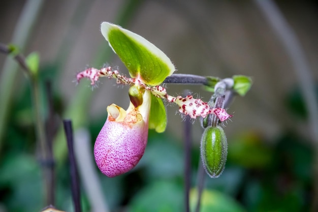 Цветок орхидеи гибридный американский Paphiopedilum