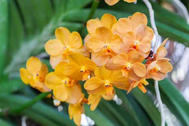 冬または春の日に庭の蘭の花。