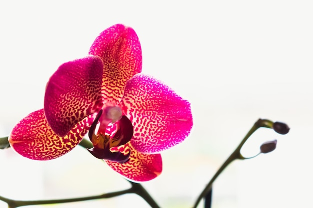 Orchid flower in interior phalaenopsis