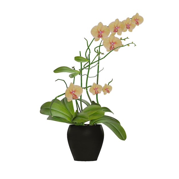 цветок орхидеи изолирован на белом фоне
