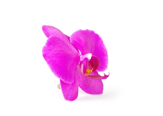 Photo orchid flower isolated