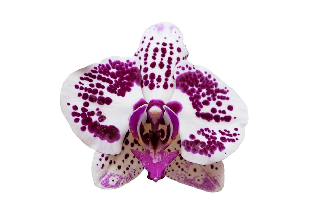 Fiore di orchidea uno isolato su sfondo bianco