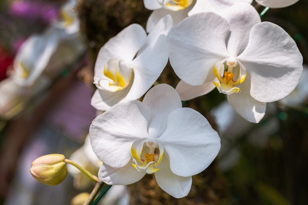 美容と農業のデザインのための冬または春の日の蘭園の蘭の花。ファレノプシスラン科。