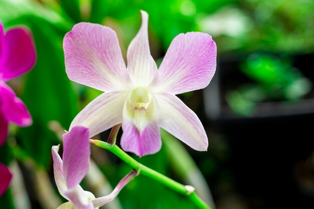 Orchid flower in orchid garden at winter or spring day Orchid flower for postcard beauty and agriculture design Beautiful orchid flower in garden in full bloom in farm on green nature blur backgro